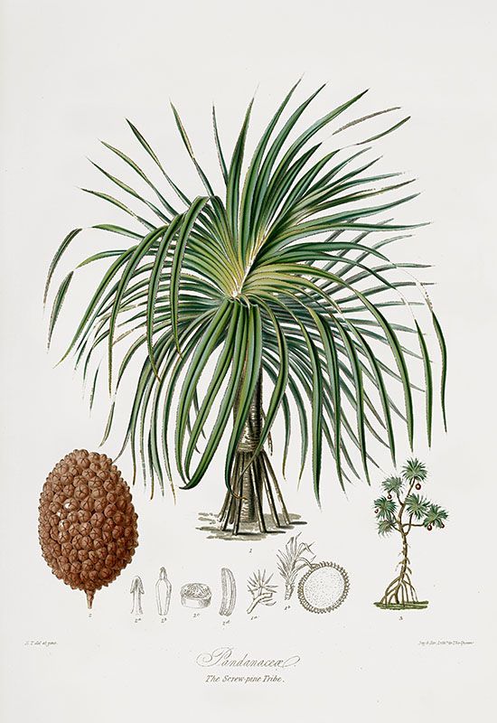 <p>(Serenoa repens) has cherries w/ a substance that may help some patients suffering from benign prostate enlargement w/ results that may not be consistent</p>