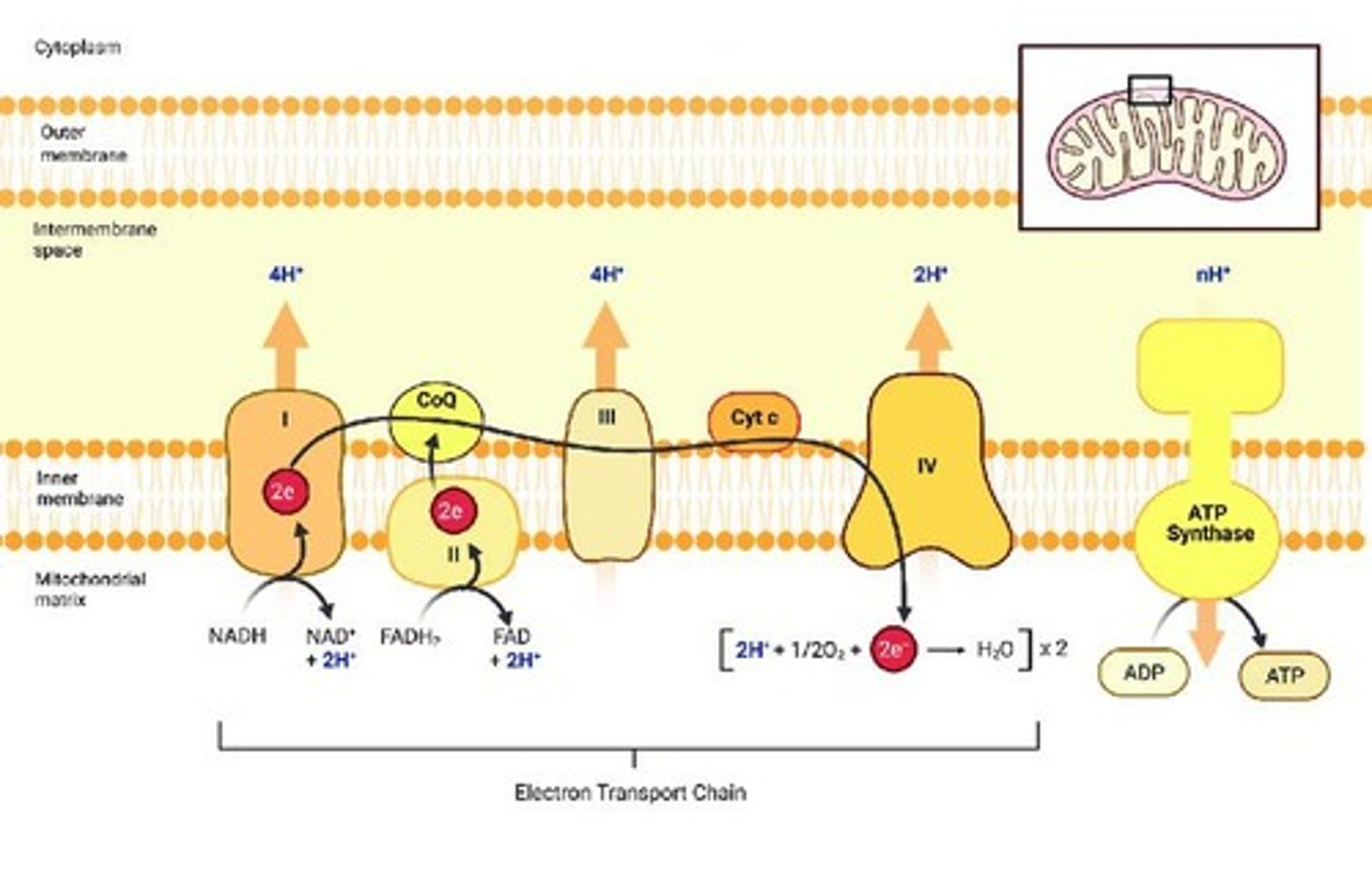 <p>Series of proteins transferring electrons to produce ATP.</p>