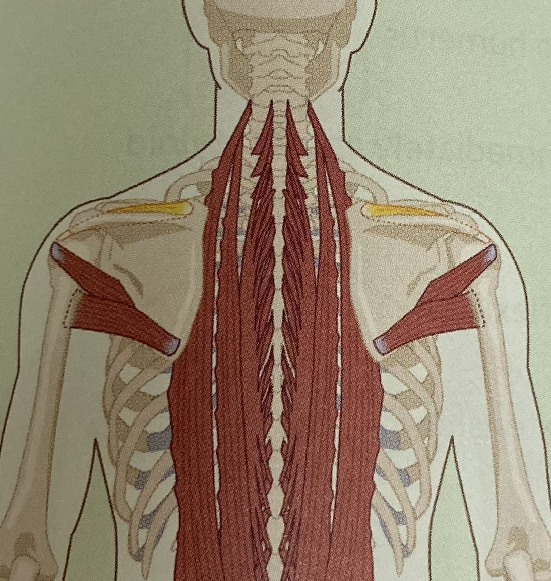 <ul><li><p>category: rotator cuff</p></li><li><p>origin: scapula</p></li><li><p>insertion: humerus</p></li><li><p>isolated function: concentric arm abduction</p></li><li><p>integrated function: eccentric arm adduction</p></li><li><p>stabilizes the shoulder girdle</p></li></ul><p></p>