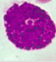 <p>Identify leukocyte:</p>