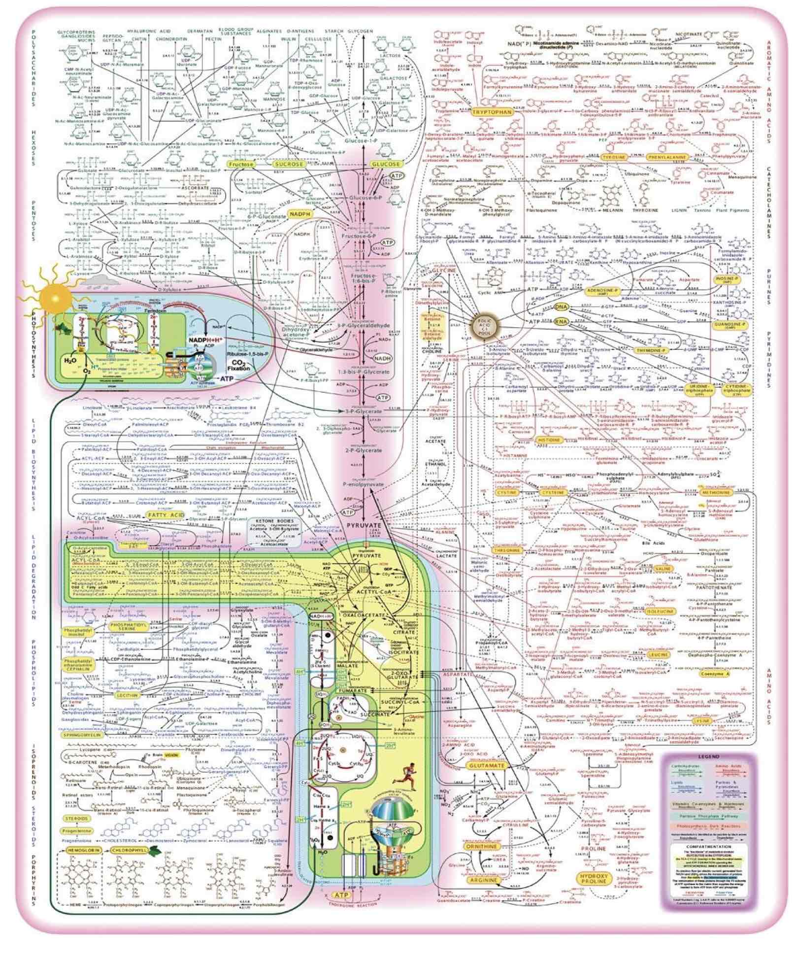 <p>-the sum of all of the chemical reactions occurring in the cell</p><p>-the overall processes by which living things acquire and utilize free energy in the cell</p><p>-living organisms need a continuous influx of energy to battle entropy (disorder)</p><p>-Metabolism requires tightly coordinated cellular activity</p>