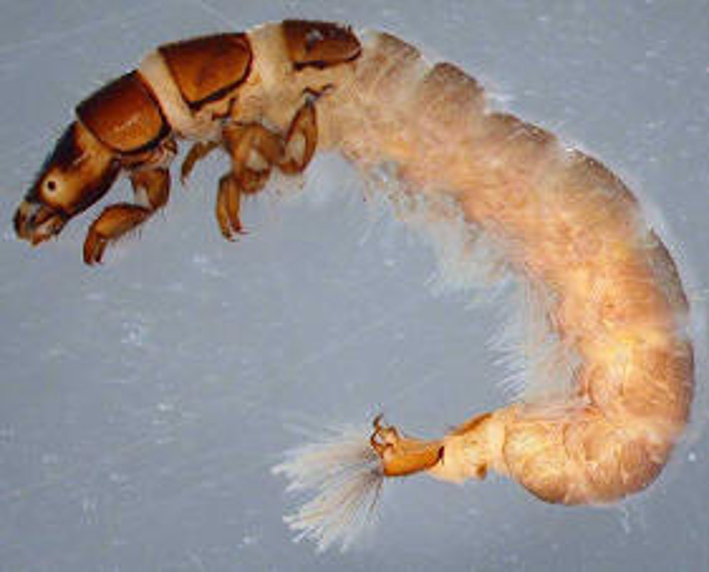 <p>caddisflies</p>