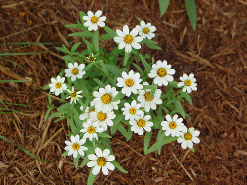 <p>Mexican Zinnia (Asteraceae)</p>