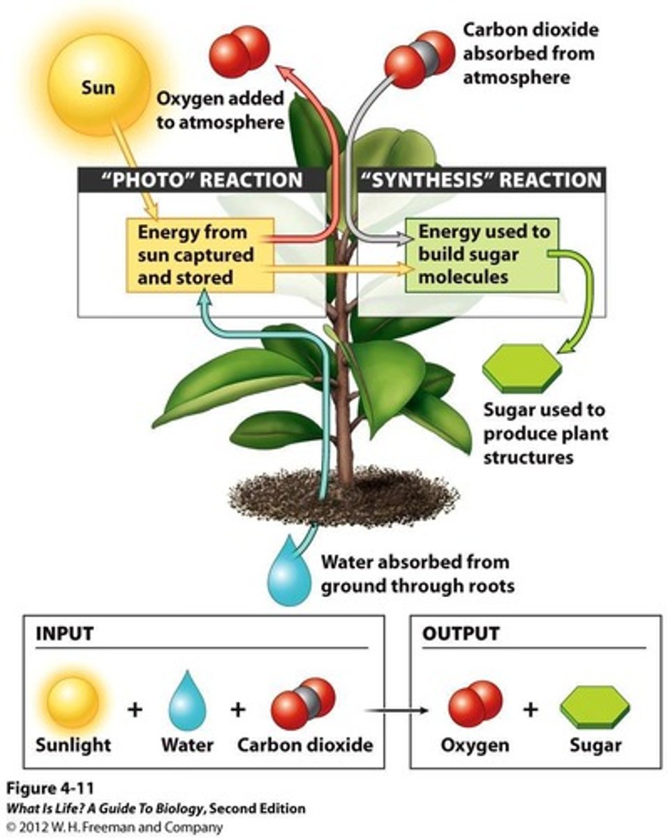 <p>6 CO2 + 6 H2O → C6H12O6 + 6 O2</p>