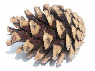 <p>Pinus nigra</p>
