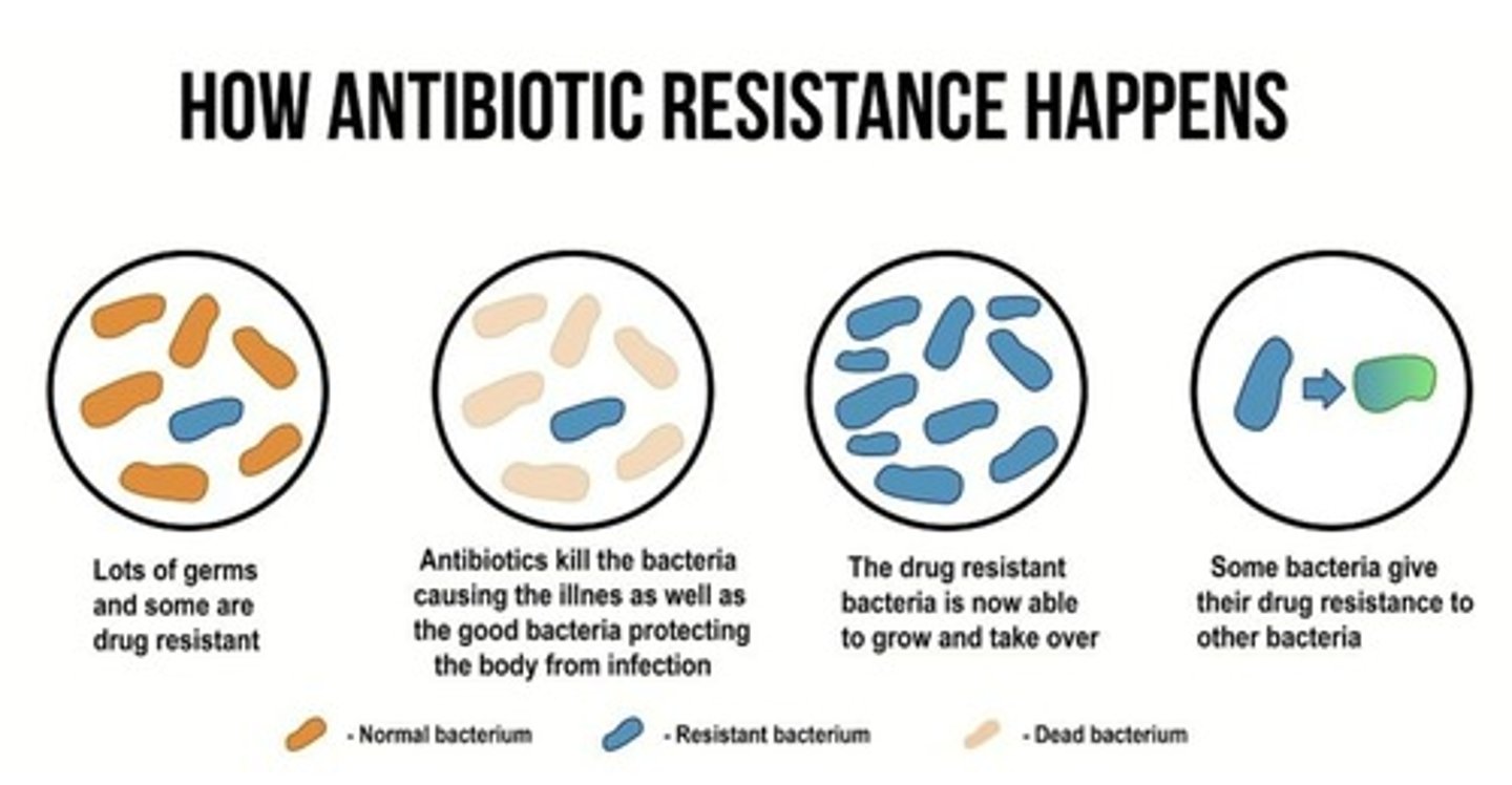 <p>1. Lots of bacteria, and some are drug-resistant</p><p>2. Antibiotics kill the bacteria causing the illness, as well as the good bacteria protecting the body from infection</p><p>3. The drug-resistant bacteria are now able to grow and take over</p><p>4. Some bacteria give their drug resistance to other bacteria</p>