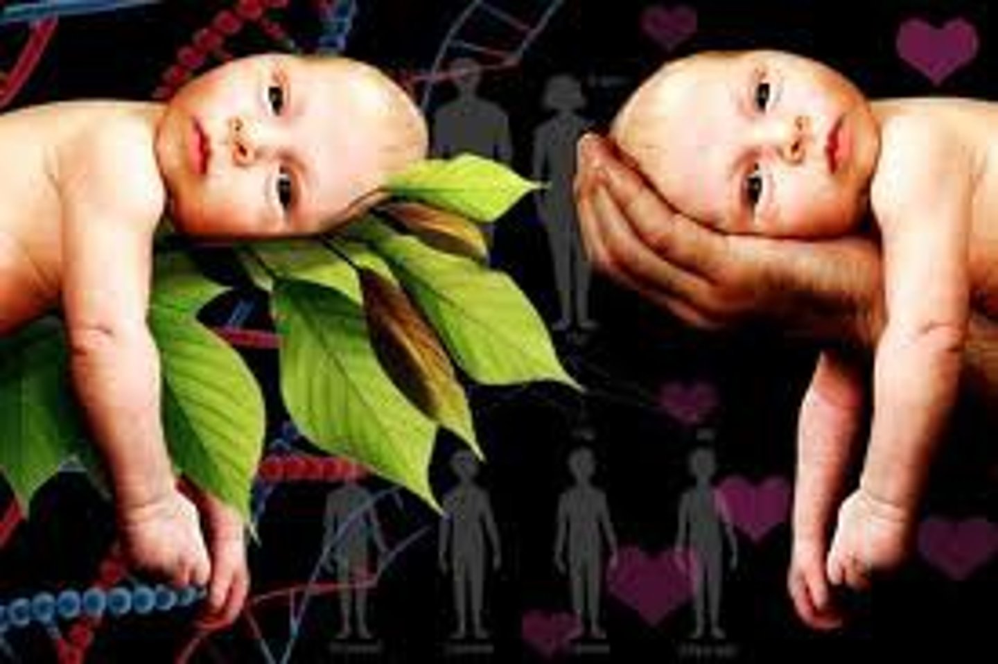 <p>How do our genetic inheritance (nature) and our life experiences (nurture) interact to shape our development?</p>
