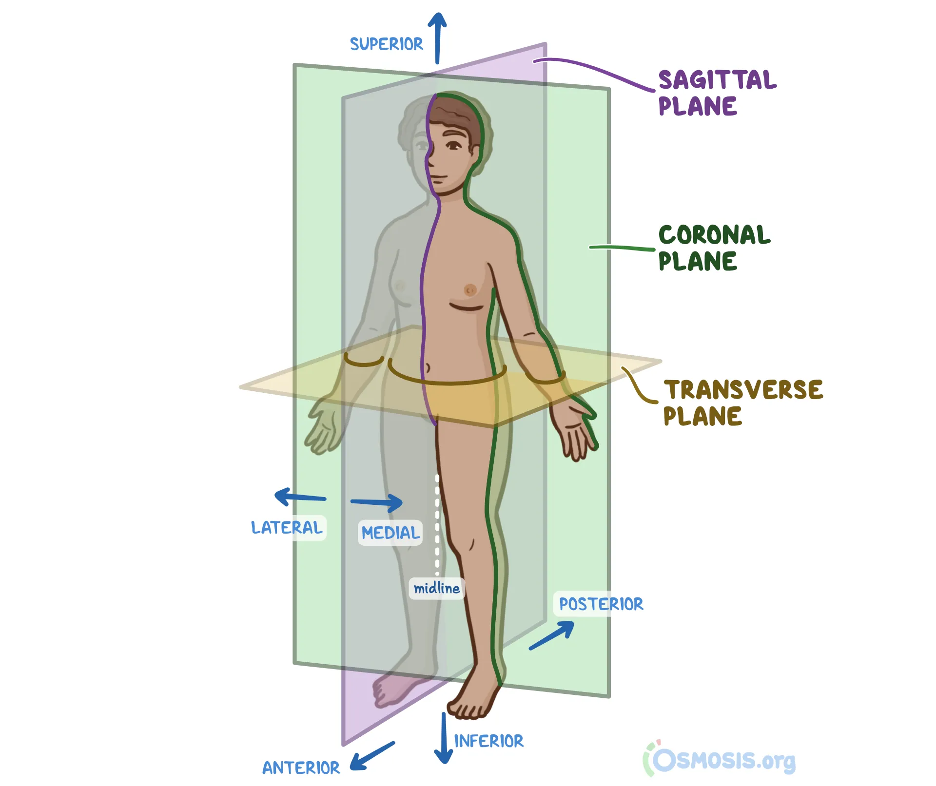 <p>Divides the body into front and back portions</p>