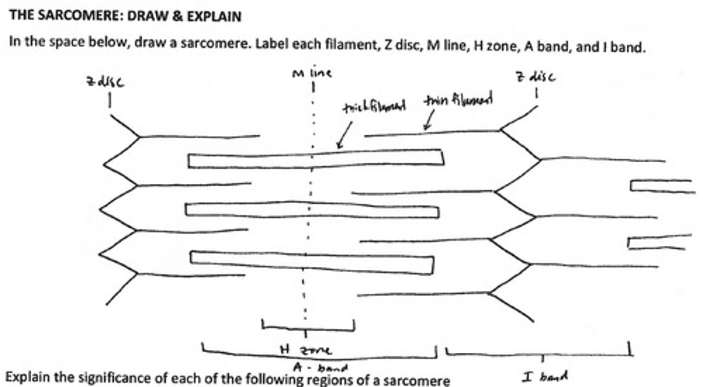 <p>A repeating cylindrical unit composed of overlapping thick and thin filaments.</p>