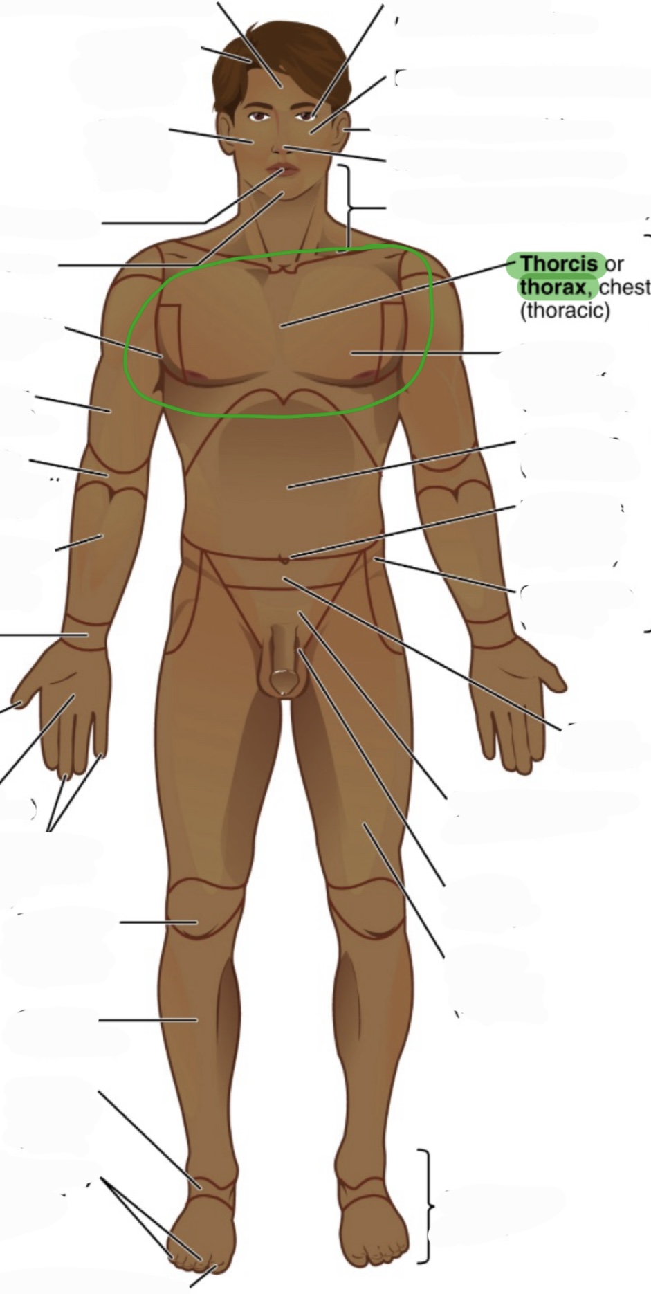 <p>chest</p><p>(aka thoracic)</p>
