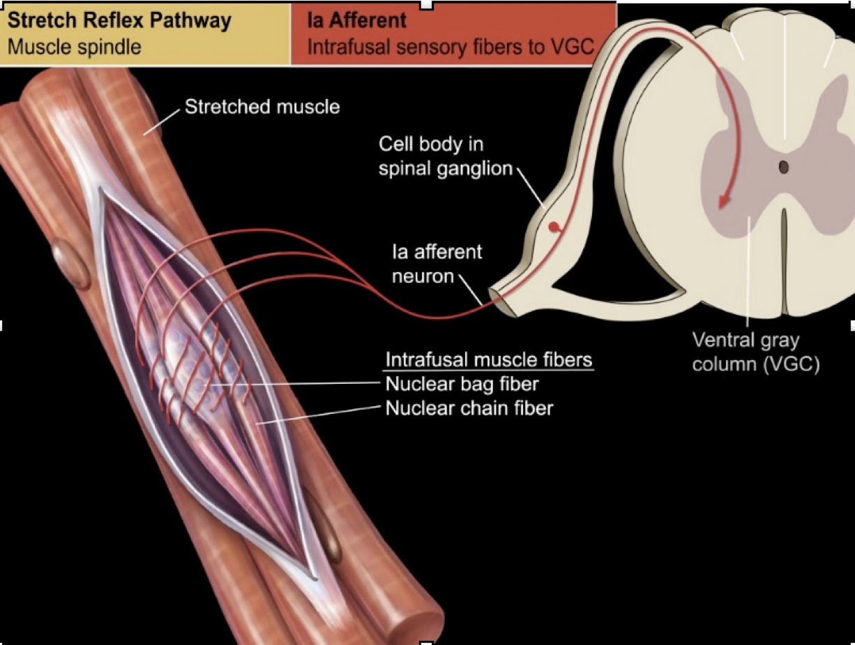 <p><u>Afferent Pathway:</u></p><ul><li><p>Muscle is stretched by contact with the hammer</p></li><li><p>Stretch receptors in the muscle fiber are stimulated </p><ul><li><p>These are <strong>intrafusal sensory fibers</strong>… wrap around the <strong>nuclear bag fiber </strong>of the intrafusal muscle of the patellar tendon (see image)</p></li></ul></li><li><p>These afferent nerves then send the signal up to the DORSAL horn of the gray matter of the spinal cord </p><ul><li><p>Remember: neuronal cell body OUTSIDE of CNS, found in the spinal ganglion </p></li></ul></li></ul><p> </p><p></p>