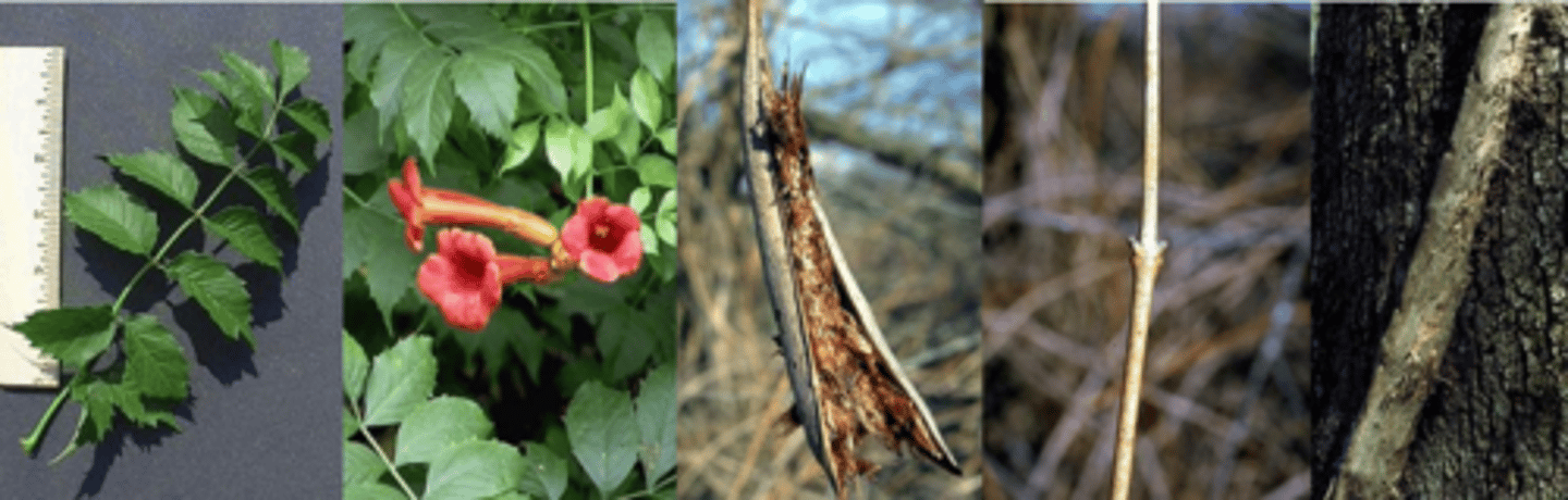 <p>Leaves: Opposite, pinnately compound, 5-13” long, 7-11 coarsely serrated leaflets, individual leaflets 1- 3” long, shiny dark green above. </p><p>Flower: Very attractive, 2-3” long tubular, orange to red flowers, in clusters, appearing in late summer. </p><p>Fruit: Dry pod 3-6” long, 1 inch wide, each containing large numbers of winged seeds, ripens in early fall. </p><p>Twig: Light brown, solid pith, glabrous, leaf scar sunken, small buds, aerial roots in rows. </p><p>Bark: Large vines will develop pale brown scaly bark. </p><p>Form: Scrambling, climbing vine that develops tangles along fencerows and shrubs. It can climb quite high. Looks like Japanese wisteria</p>