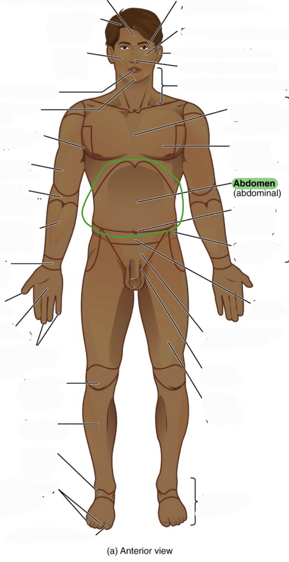 <p>(aka abdominal)</p>