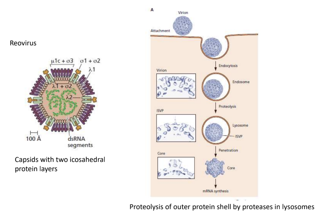 <ul><li><p>Reovirus has <strong>2 icosahedral protein layers</strong></p></li><li><p>Taken in via endocytosis, but lowering pH degrade only the outer coat</p></li><li><p><strong>Virus with partially degraded single coat can then permeabilize endosomal membrane, </strong>being released into cytoplasm</p></li><li><p><em>It’s crucial that the virus still has 1 coat because it contains an unusual dsRNA gene that does mRNA synthesis inside to <u>prevent host cell from recognizing presence of foreign body inside it, thus evading immune recognition</u></em></p></li></ul><p></p>