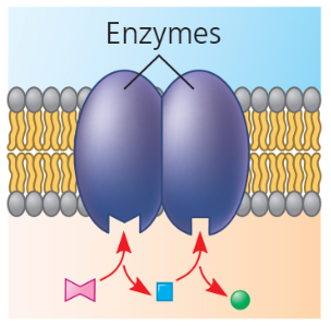 enzymatic activity protein