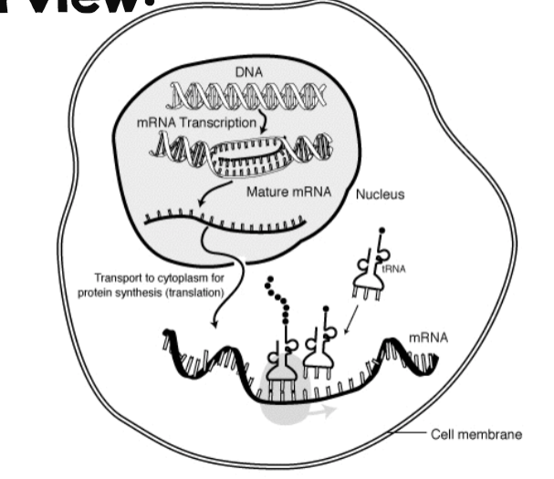 <p>peptide bonds, so the resulting chain is called a polypeptide chain, and the chain will ultimately fold into a protein to be used by the cell</p>