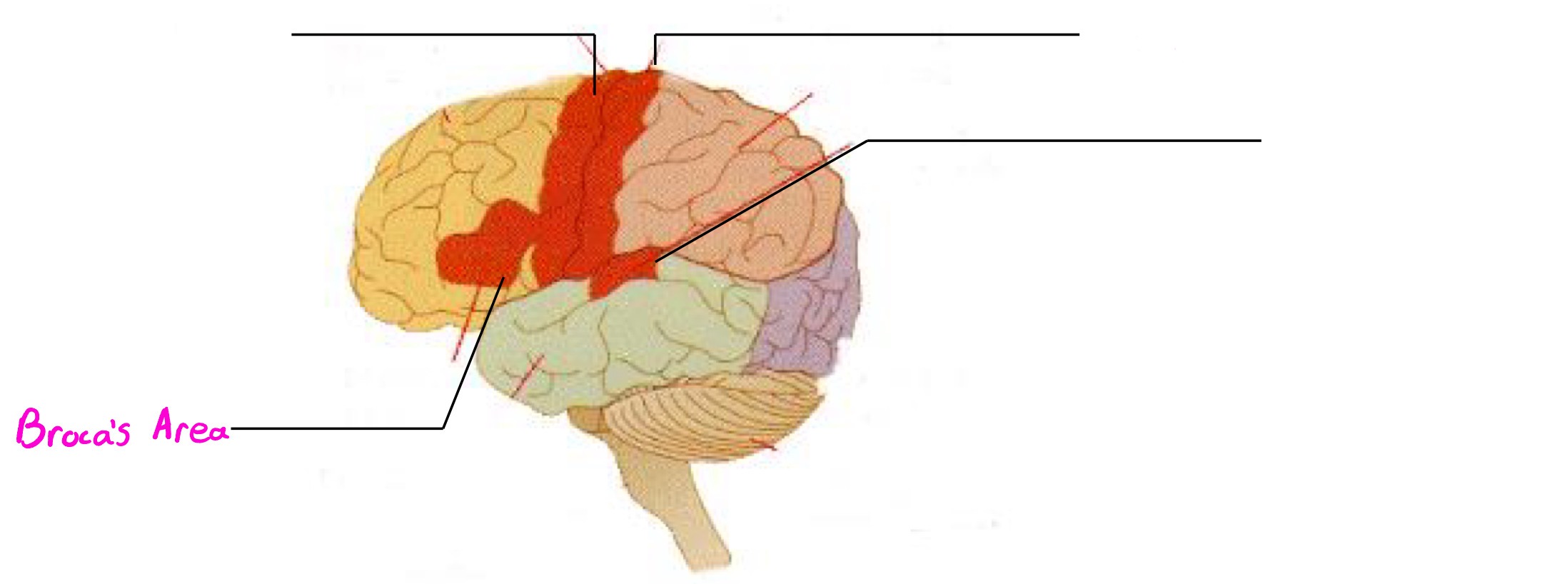 <p>Deals in speech production</p>