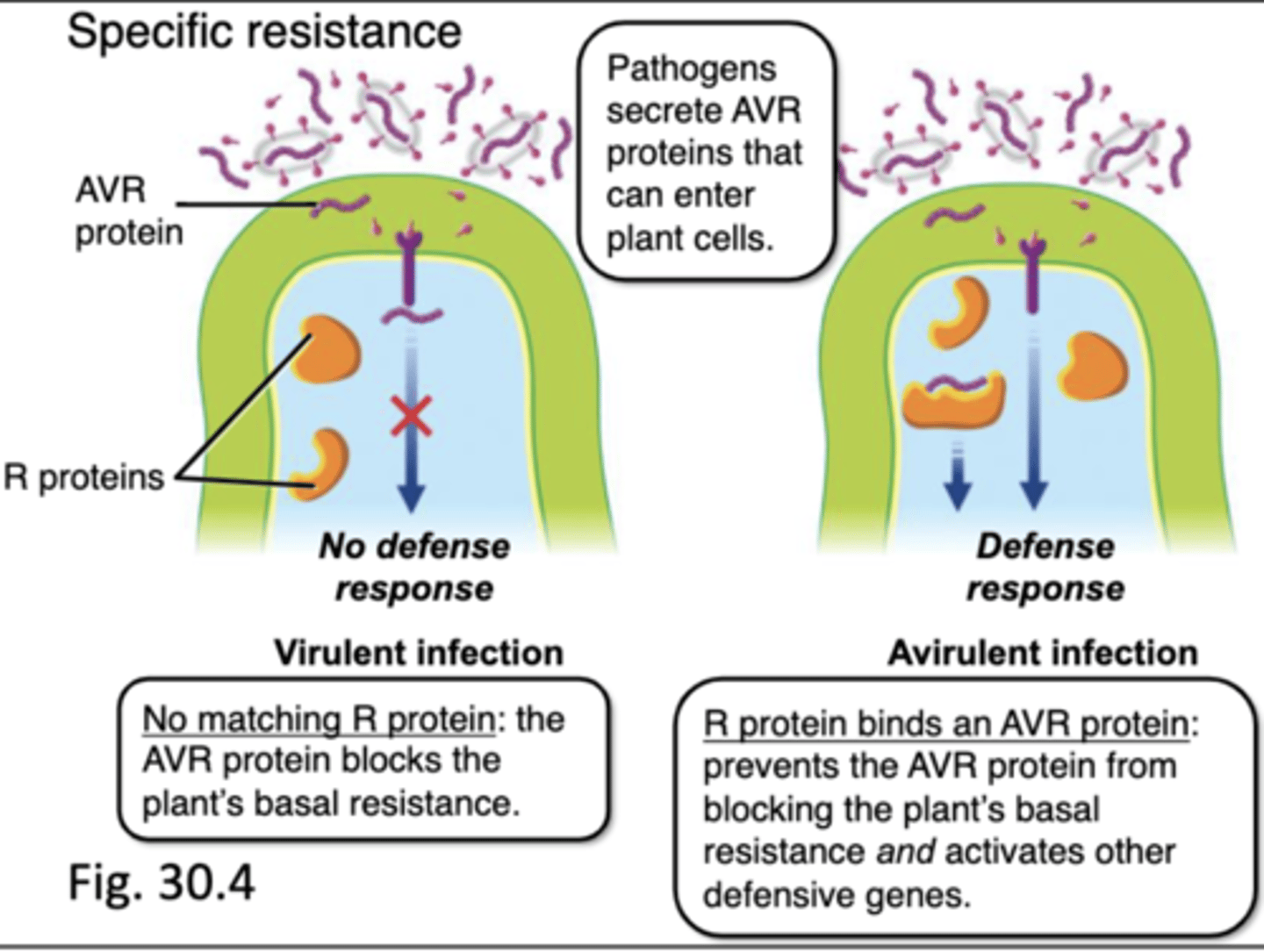<p>when an R protein binds with an AVR protein, it prevents the AVR protein from blocking plant's basal resistance and directly activates defensive genes</p>