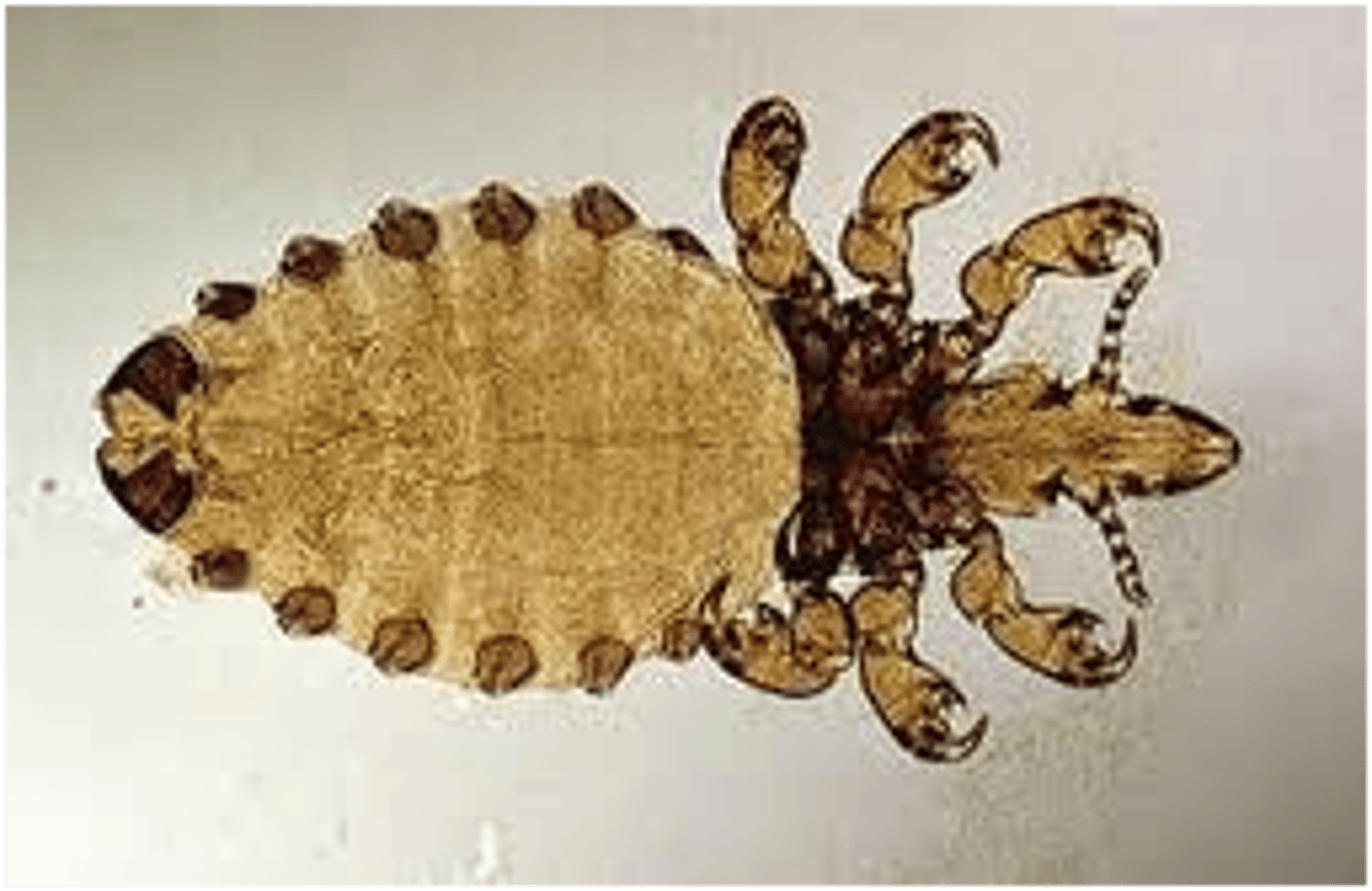 <p>("true" lice)</p><p>- scansorial leg (for clinging)</p><p>- feed on fur, feathers, skin debris, secretions</p><p>- chewing and sucking lice</p><p>- Ectoparasites of mammals and birds</p><p>- Wingless</p>