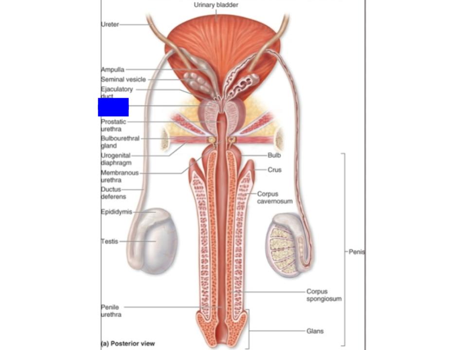 <p>prostatic urethra</p>