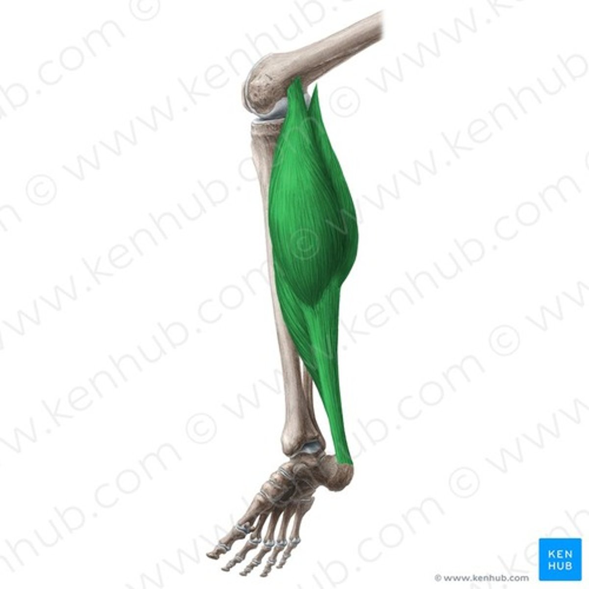 <p>Consists of the gastrocnemius and soleus, sharing the calcaneal tendon.</p>