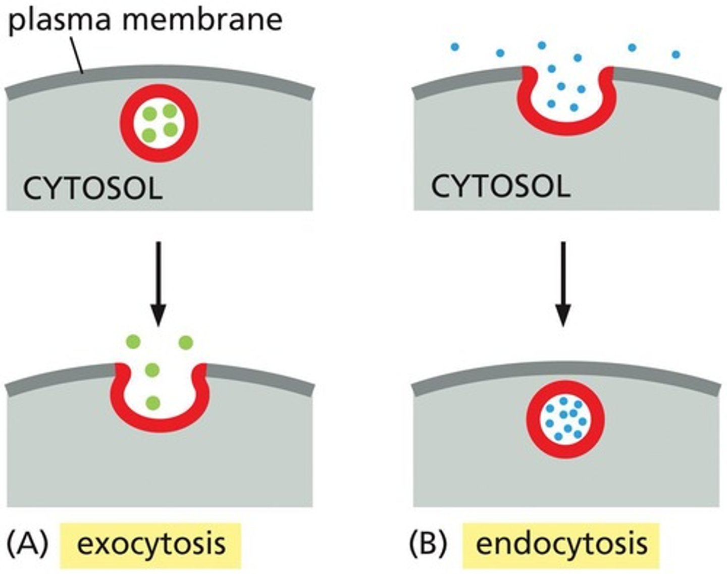 <p>A process where a vesicle fuses with the plasma membrane, releasing its content to the cell's surroundings.</p>