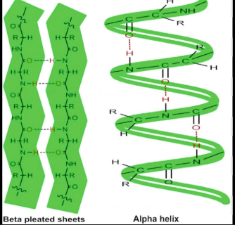 <p>The local folding of the polypeptide is some regions. The most common are the a-helix and the B-pleated sheet <strong>(often a result of hydrogen bonding).</strong></p><p>This is caused by hydrogen bonds forming between the backbone atoms in amino acid sequence. This leads to specific shapes:</p><ol><li><p><strong>Alpha (a) helix</strong>: A coiled structure where the polypeptide chain twists into a special, stabilized by hydrogen bonds between every fourth amino acid.</p></li><li><p><strong>Beta (B) Pleated Sheet:</strong> A folded structured where segments of the polypeptides chain lie parallel or anti parallel to each other, forming a sheet-like appearance, also established by hydrogen bonds.</p></li></ol><p>The Hydrogen bonds typically occur between the following function groups (Amine Group -NH2, and the carboxyl group -COOH.</p><p>Additionally, hydrogen bonds can also form between side chains (R groups) of amino acids, further contributing to protein structure.&nbsp;</p>
