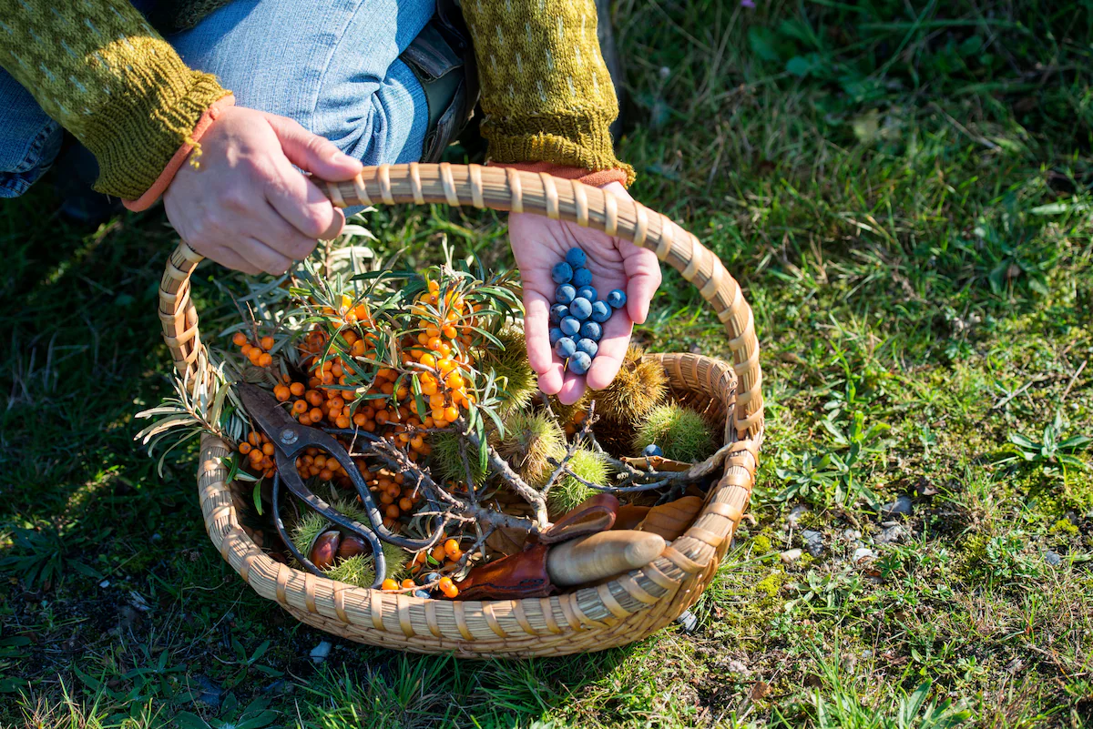 <p>Foraging</p>