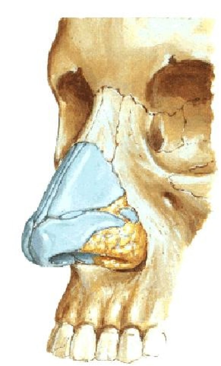 <p>Nostrils; entry points for air.</p>