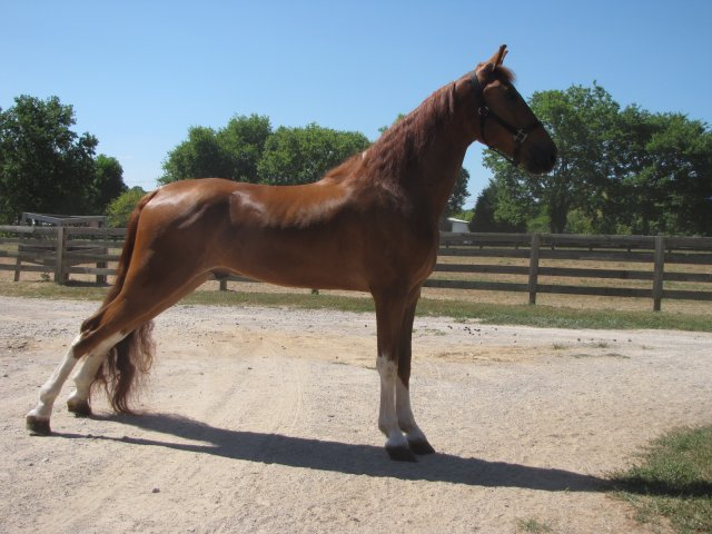 <p><strong>Tennessee Walker Horse</strong></p>