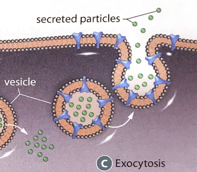 exocytosis