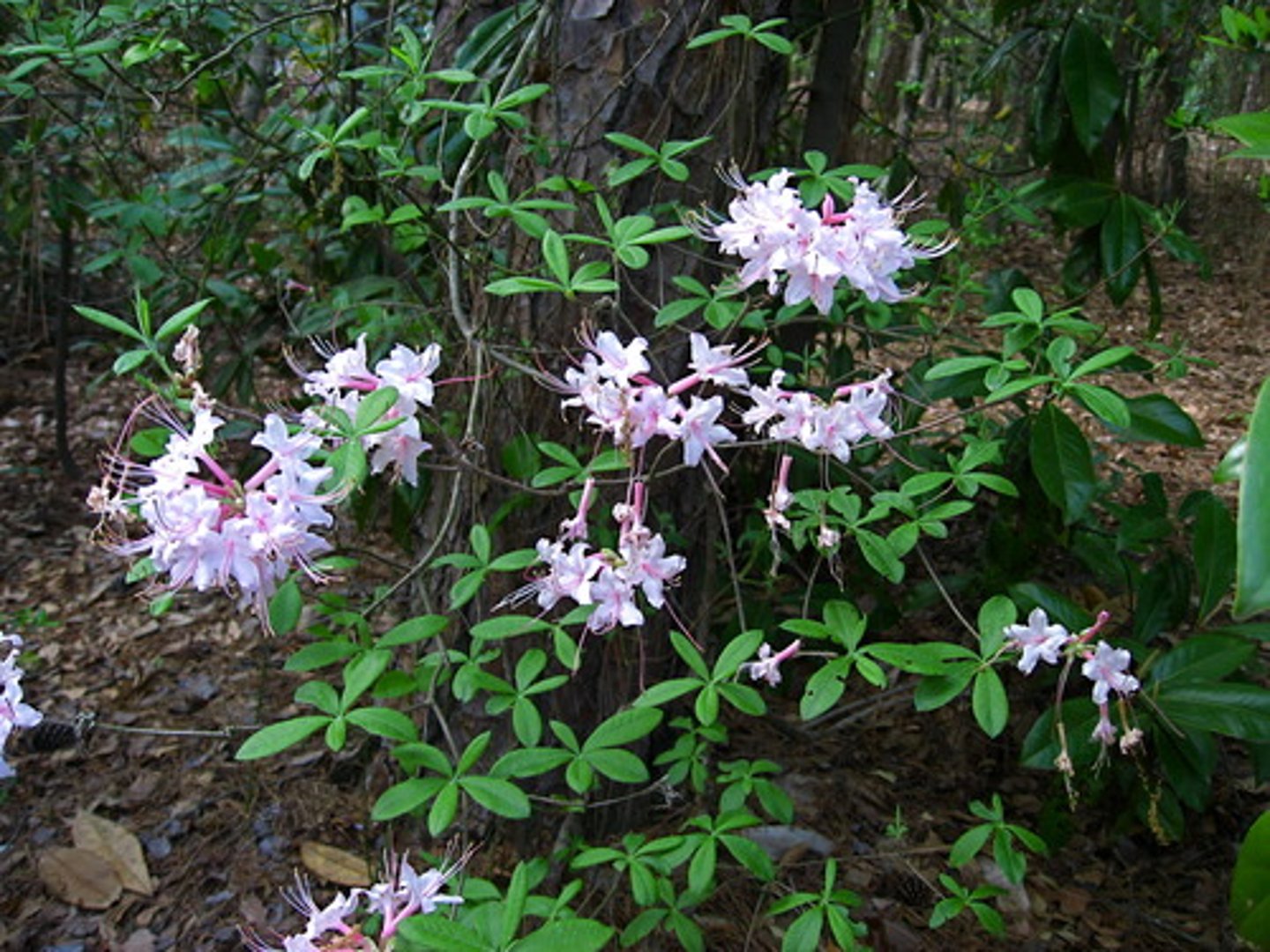 <p>-Pink flowers</p>