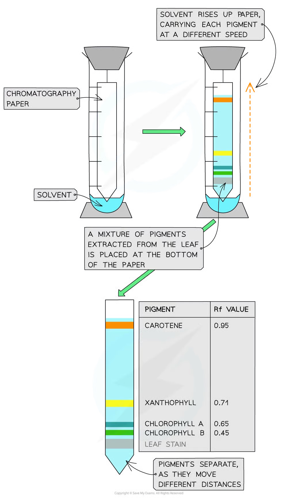<p>separate and identify chloroplast pigments that have been extracted from leaf as each pigment has unique rf value</p>