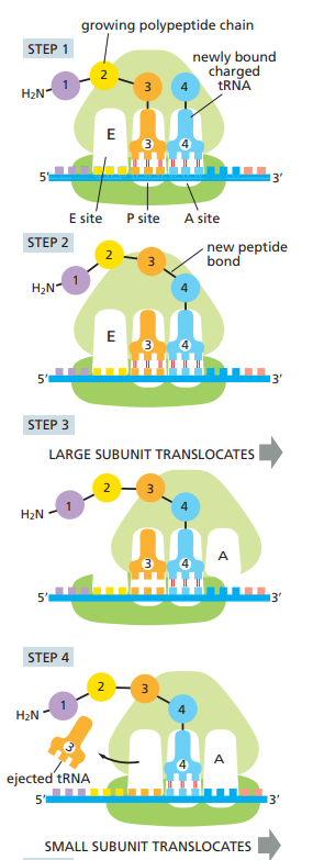 acceptor site op ribosoom (laat de tRNAs binnen)

