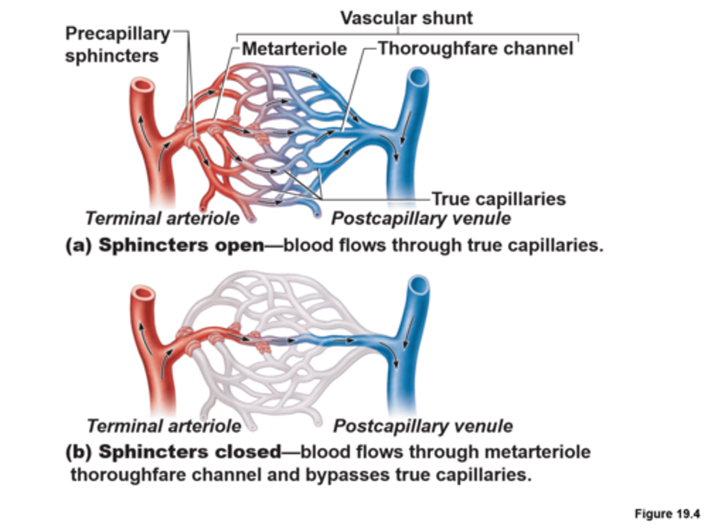 <p>Sphincters close during exercise</p><p></p>