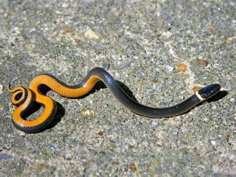 <p>Northern ring necked snake</p>