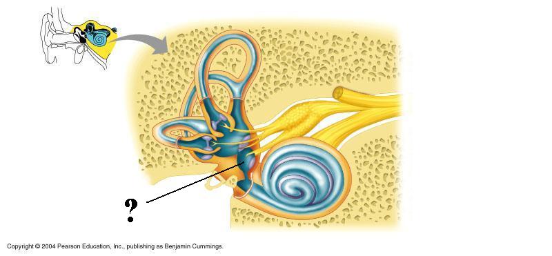 <p><span><span>Identify the indicated structure</span></span></p>