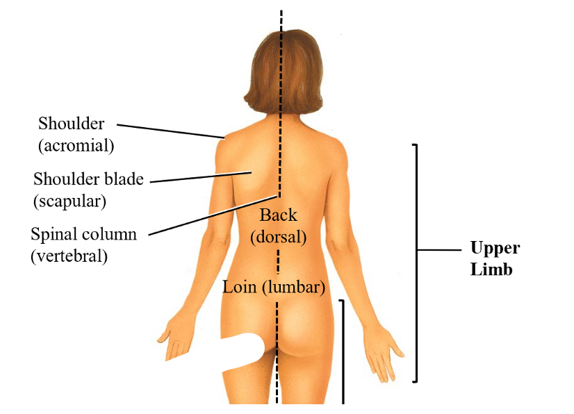 <ol><li><p>shoulder (acromial)</p></li><li><p>shoulder blade (scapular)</p></li><li><p>spinal column (vertebral)</p></li><li><p>back (dorsal)</p></li><li><p>loin (lumbar)</p></li></ol><p></p>