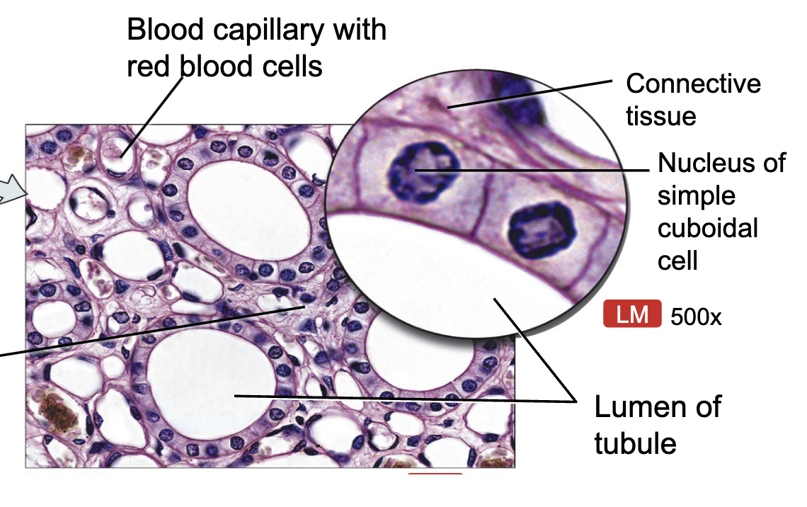 <ul><li><p>parts of kidney tubules, ducts of glands, follicles of thyroid gland</p></li><li><p>function: absorption, secretion, exchange </p></li></ul><p></p>