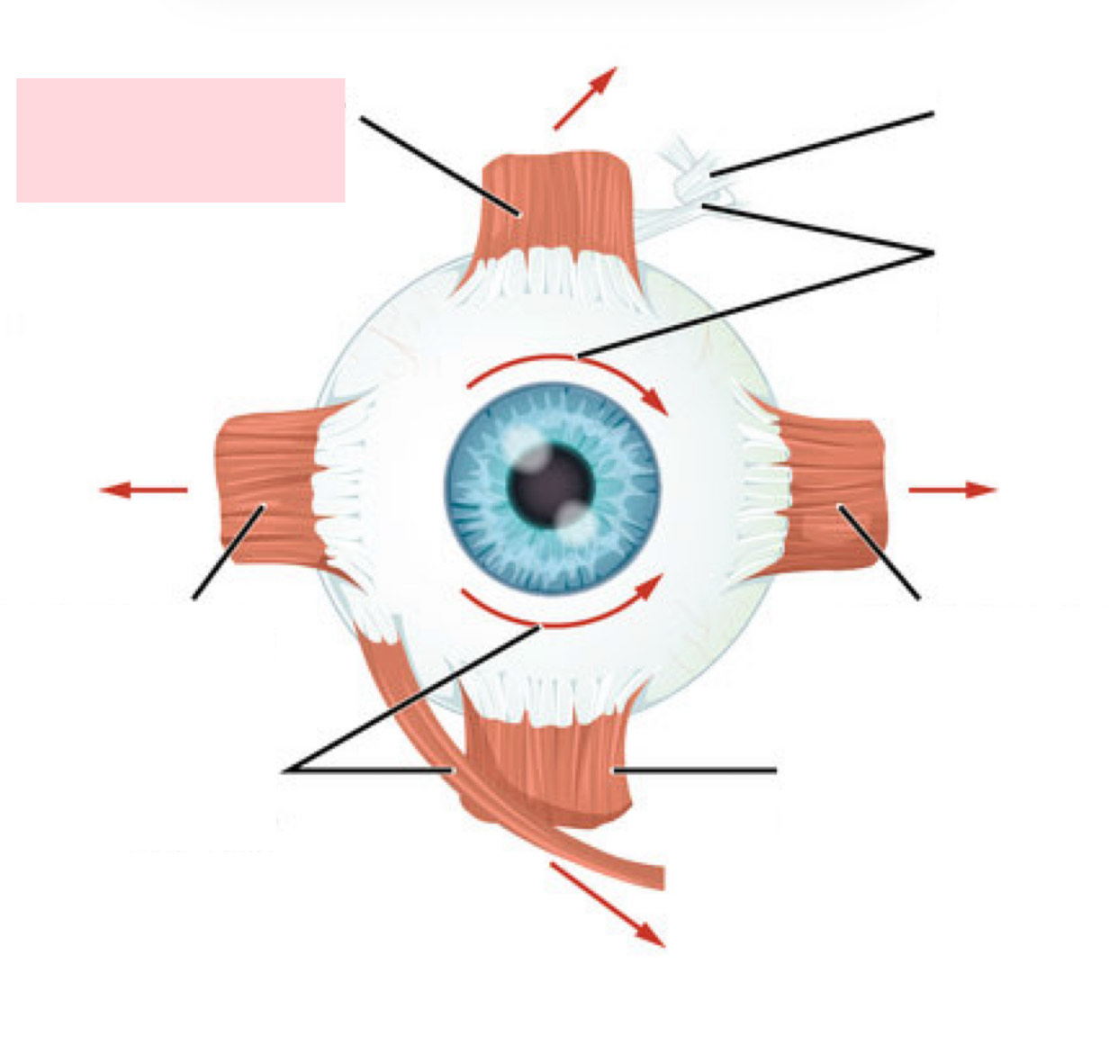 <p>Label the Diagram</p>