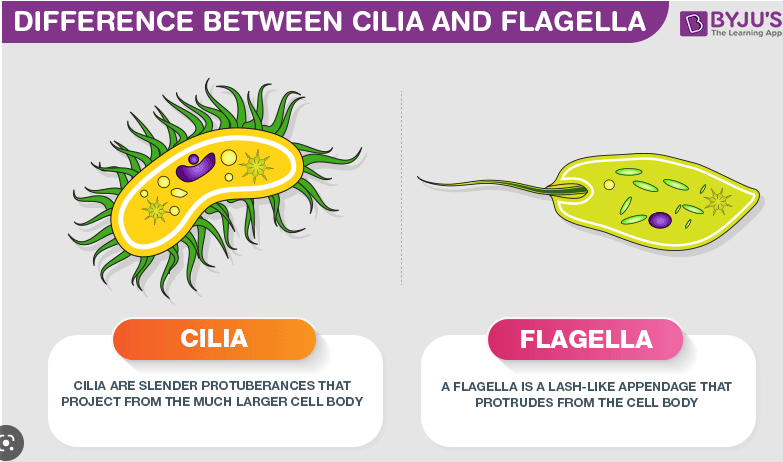 * Protrusions from the cell and surrounded by cell surface membrane 
* Contain microtubules 
* Formed from centrioles  