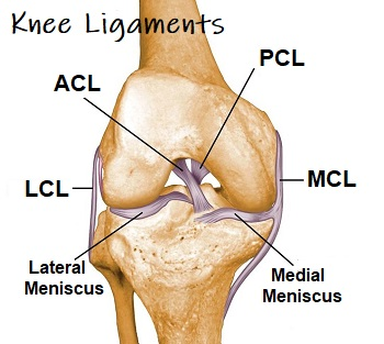<p>ACL (Anterior Cruciate)</p><p>PCL (Posterior Cruciate)</p><p>LCL (Lateral Collateral)</p><p>MCL (Medial Collateral)</p><p></p>