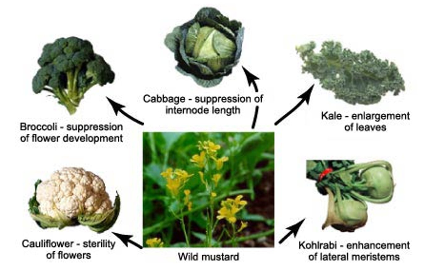 <p>Selective breeding of plants and animals to promote the occurrence of desirable traits in offspring</p>