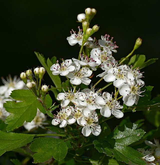 <p>rosacées</p>