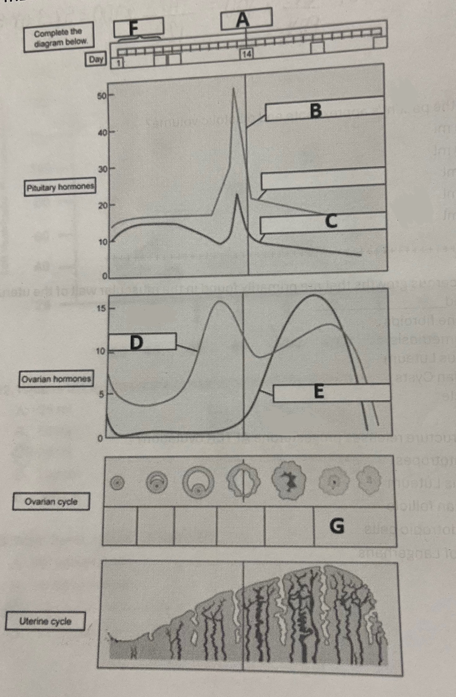 <p>Hormone E most likely represents</p>