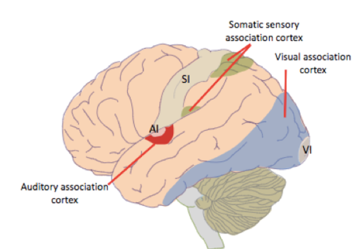-dedicated to visual processing 
-information from here then gets sent to visual association cortexes
-layer 4 is large and layer 5 is small because must receive a lot of input but doesn't need to send much output to sub-cortical areas
-mainly inside the brain- can be seen in the medial surface
-area 17 according to Brodmann's organization of the cerebral cortex