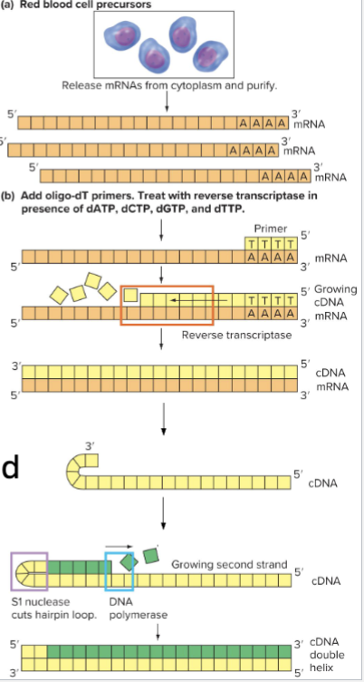 <ul><li><p>Isolate RNA from sample</p></li><li><p>Add primers</p><ul><li><p>Use oligo-dT primers to bind to poly-A tails</p></li></ul></li><li><p>Add Reverse Transcriptase and dNTPs</p></li><li><p>DNA Strand is synthesized</p></li><li><p>Denature and use RNase to degrade mRNA</p></li><li><p>Add DNA polymerase to synthesize second strand</p><ul><li><p>Can self prime: 3’ end forms a hairpin loop</p></li><li><p>If used, need S1 nuclease to cleave loop after</p></li></ul></li><li><p>Now have dsDNA sequences of mRNAs </p></li></ul><p></p>