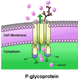 <p>ATP transporter pump </p><p>Present in GI, renal, hepatic cells, blood-brain barrier, testes, and some immune cells</p><p>Present to reduce/eliminate toxicant uptake</p><p>Associated with efflux of Cancer chemotherapeutics from the brain</p><p>Can be modulated by diet, drugs, stress, and disease</p><p>MRP (multidrug resistance protein) , BCRP (breast cancer resistant protein)</p><p> This refers to what?</p>