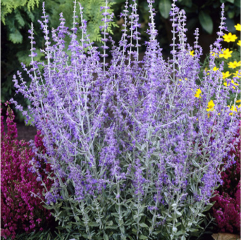 <p>Russian Sage <em>Pervoskia atriplicifolia</em></p>