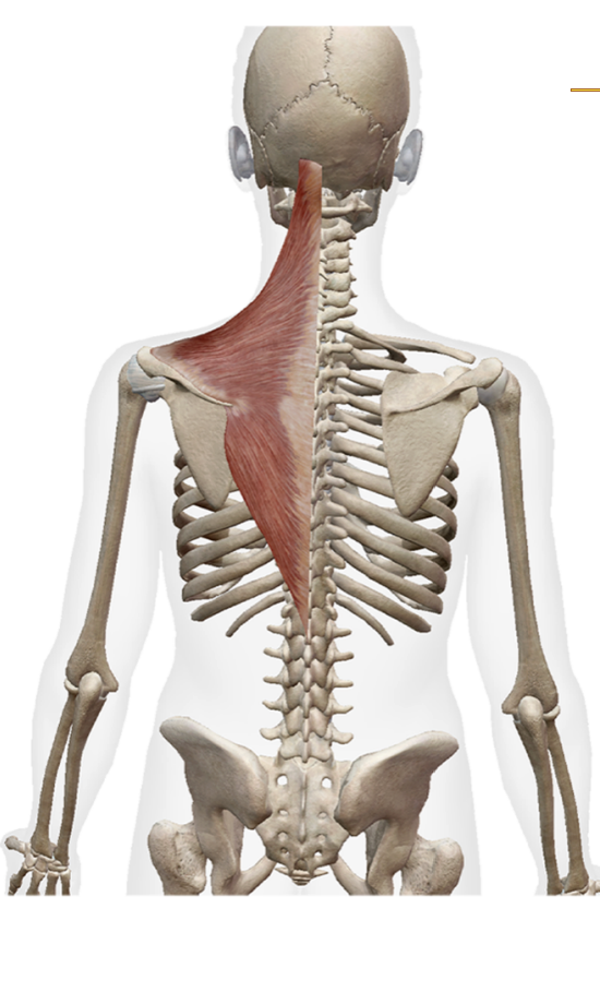 <p>The trapezius </p>
